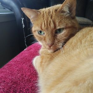 Meet your Posher, Ecolton